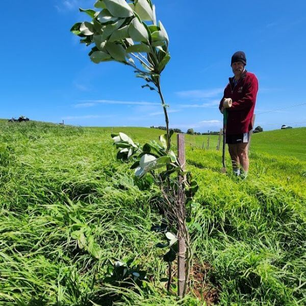 carbon sequestration 2025 shelter belt planting 1