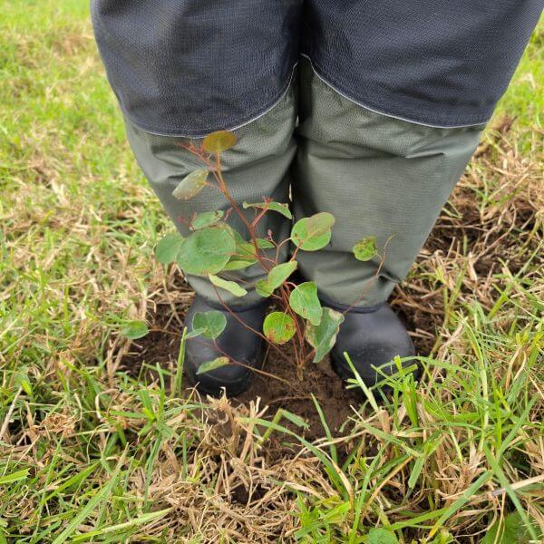 carbon sequestration 2025 shelter belt planting 2