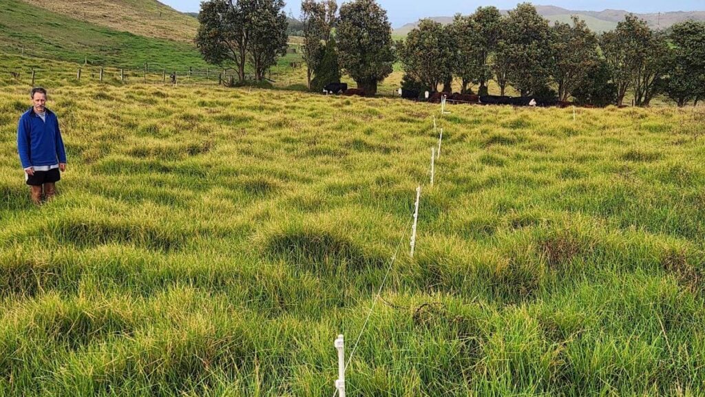 carbon sequestration 2025 shelter belt planting 6